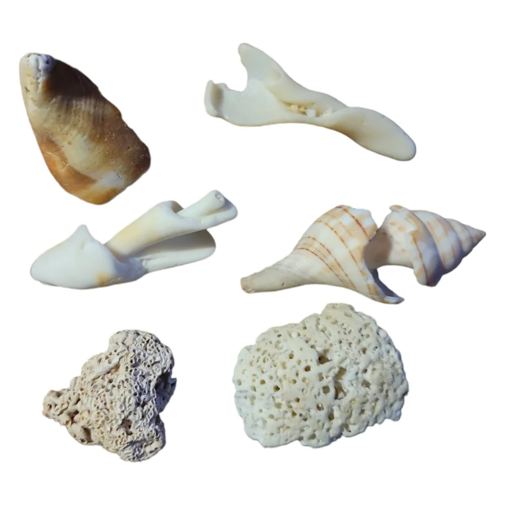 Seashells From South Padre Island Mixed Whole & Interesting Pieces.